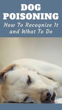 Symptoms Of Dog Poisoning And What To Do If You Suspect It Dog