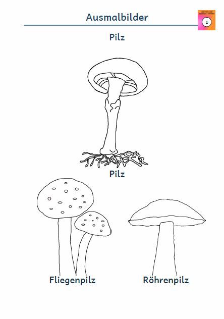 Kostenloses Arbeitsblatt Ausmalbild Pilz Fliegenpilz Rohrenpilz Ausmalen Kostenlose Ausmalbilder Ausmalbild