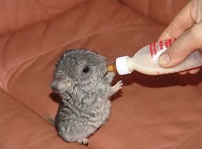wallpapers Pictures Of Baby Chinchillas pinterest