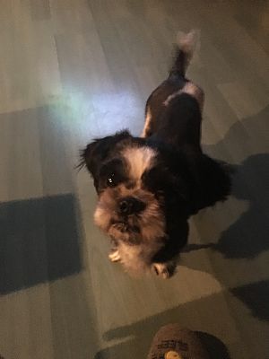 Newtown Ct Shih Tzu Meet Katniss A Dog For Adoption Dog
