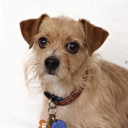 Pin By Chris Gallagher On Adoptable Pets Utah Pets Terrier
