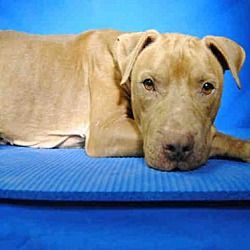 Pet Card Bulldog Rescue Dogs American Bulldog Mix