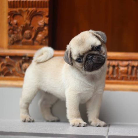 Pug Crazy For Balinesepug Iampugcrazy Puglove
