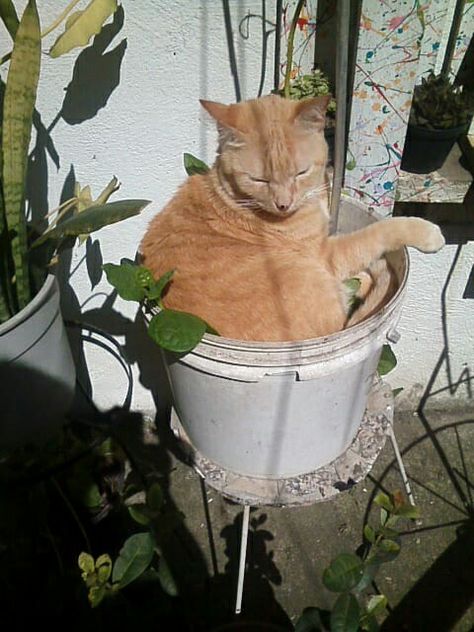 cât câștigă pe bdom 2