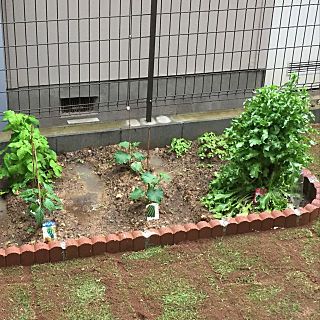 庭 家庭菜園のインテリア実例 18 05 13 17 24 35 Roomclip ルームクリップ 家庭菜園 庭 庭の造園 庭 家庭菜園のインテリア実例 18 05 13 17 24 35 Roomclip ルームクリップ 家庭菜園 庭 庭の造園