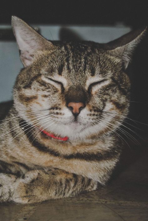 sophie loaf loafie catloaf pinterest cat cat and cat catloaf pinterest cat cat and cat