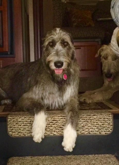 Irish Wolfhound Hello Pin Pals You Found Us Yay We Love Cats
