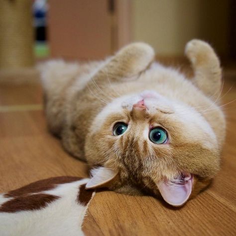 O Gato De Botas Extraterrestre Youtube Https Encrypted Tbn0 Gstatic Com Images Q Tbn 3aand9gcs9rjaeishi4dy80mpe Drbmsl76ttpmqt Fzfmmv1fegsxqrwb