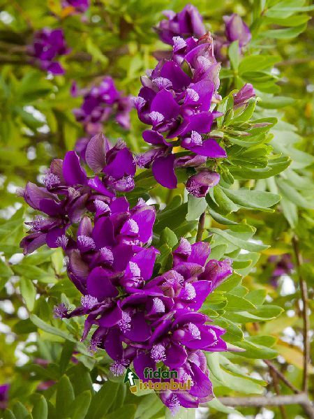 polygala myrtifolia poligala cicegi sut otu tel 90 226 8140041 whatsapp 0546 833 9009 e posta bilgi fidanistanbul com bi tki saksi permakultur