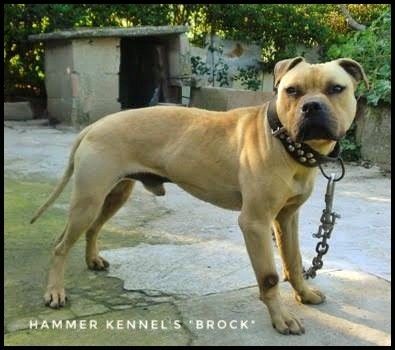 Hammer Kennel S Brock American Pitbull Terrier Pitbull