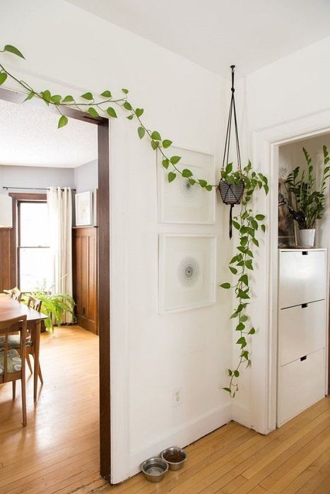 15 Beautiful Hanging Plants Ideas Molitsy Blog Plant Decor Indoor Vertical Garden Plant Decor Indoor