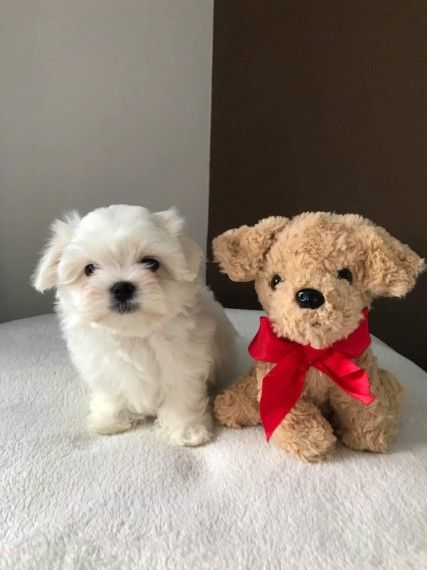 Pin On Puppies For Adoption