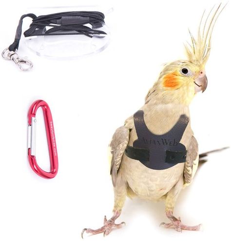 hogyan kell kezelni a cockatiel t parazitáktól