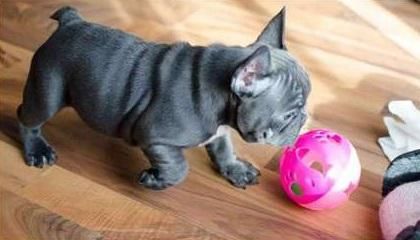 Find Your Dream Puppy Of The Right Dog Breed At Blue French
