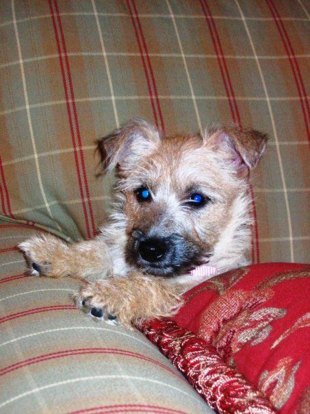 Going Swimming Cairn Terrier Crazy Cairn Terrier Dogs Terrier