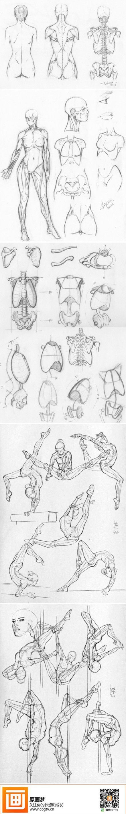Anatomy