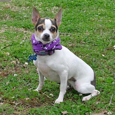 Helena Al Chihuahua Meet Sashi A Dog For Adoption Pets