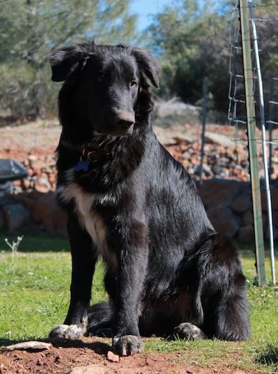 Border Collie X Great Pyrenees Collie Mix Border Collie Mix