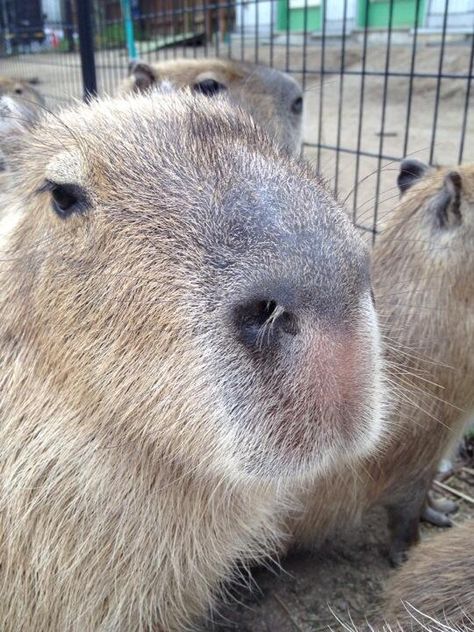 阿蘇ファームランド ふれあい動物王国 Asomanabi 動物 カピバラ 温泉 カピバラ 阿蘇ファームランド ふれあい動物王国 Asomanabi 動物 カピバラ 温泉 カピバラ