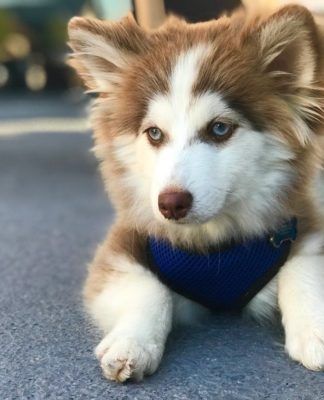 Pin By Lovely Animals World On Dog Breeds Pomsky Dog Pomsky