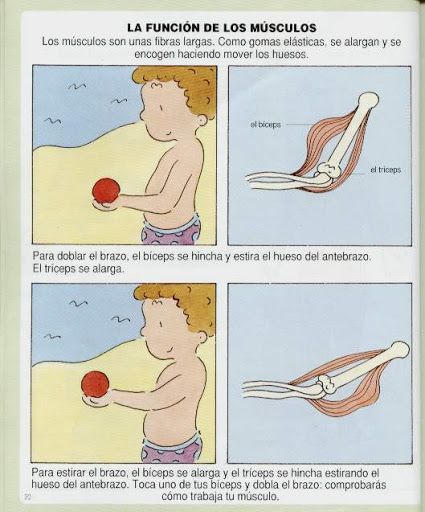 Funcion De Los Musculos Para Escolares Los Musculos Para Niños Cuerpo Humano Para Niños Fichas