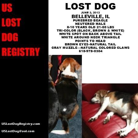 Lostdog 6 3 13 Belleville Il Purebred Beagle Neutered Male