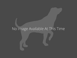 We Have Puppies For Sale At Petland Sarasota Stop In Or Check Out