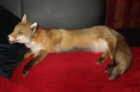 ONE SOFT TANNED ADIRONDACK MT.CHERRY RED FOX PELT//TAXIDERMY//FUR//COYOTE//FOX//CRAFT