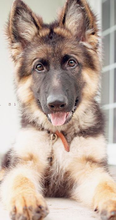 Don T Adopt A German Shepherd Here Are 15 Reasons Why German