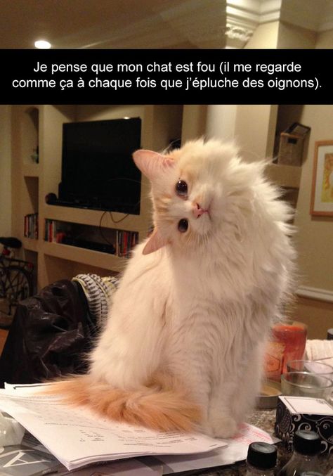 Gratuit Images Voici Les 20 Snapchat De Chats Les Plus Droles De Tous Les Temps actualisé salutations