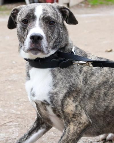 Freeport Fl Meet Duke A Male American Bulldog Looking For A