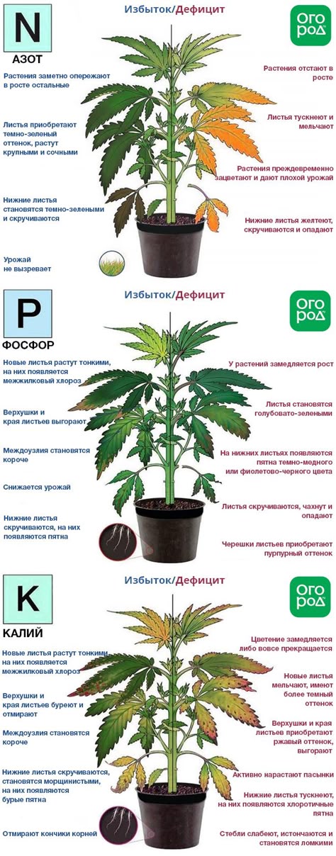 Конопля фосфор Конопля фосфор семена конопли из челябинска