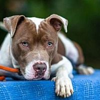 Crete Il American Pit Bull Terrier Meet Benson A Pet For