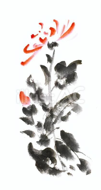 イラスト素材 水墨画の赤菊 21 菊 イラスト 水彩画 イラスト イラスト イラスト素材 水墨画の赤菊 21 菊 イラスト 水彩画 イラスト イラスト
