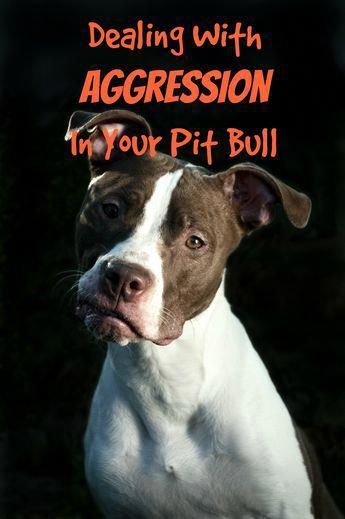 Check Out Our Pitbull Puppy Training Tips For Dealing With