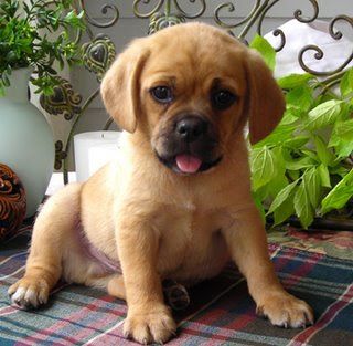 Black And Brown Puggle Black And Brown Puggle Black Puggle