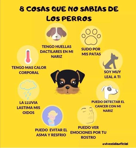 76 Ideas De Mi Perrita Cosas Para Perros Mascotas Consejos Para Mascotas