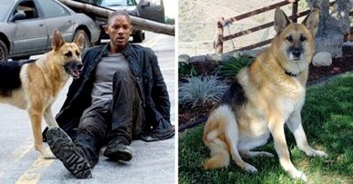 10 Years Have Passed Since The Movie Was Released And The Dog
