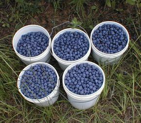 Pruning Blueberries Step By Step Instructions For More Fruit Growing Blueberries Pruning Blueberry Bushes Rose Seeds
