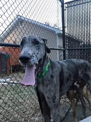 Adopt Hennessey On Great Dane Puppy Great Dane Dogs Dane Dog