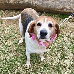 Unionville Pa Beagle Meet Shelly A Dog For Adoption