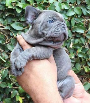 Discover The Playful French Bulldog Pups Size Frenchbulldoglover