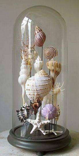 Shell Display Seashell Projects Seashell Crafts Shell Crafts