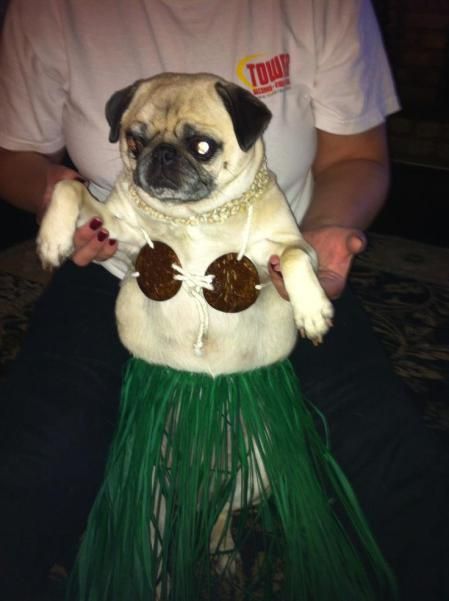 Pug Costumes 059 With Images Pugs In Costume Cute Pug Costumes 059 With Images Pugs