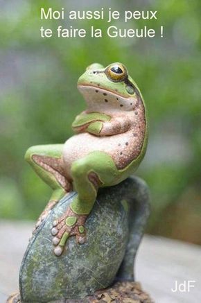 La Grenouille Qui Boude Animaux Animaux Droles Animaux Adorables La Grenouille Qui Boude Animaux Animaux Droles Animaux Adorables