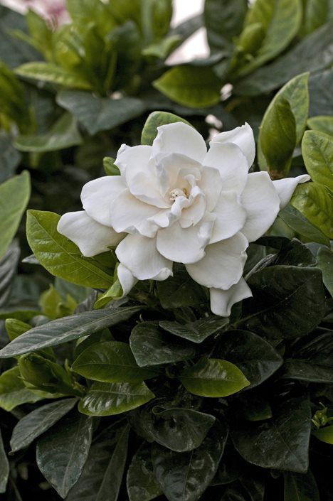Learn How To Grow And Care For Gardenias In Your Garden Or As A