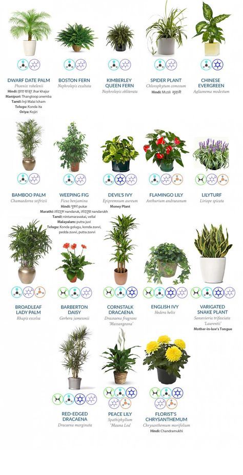 We Spend So Much Time Worrying About The Pollution Outside Our House That Sometimes We Forget That The Indoor Air Purifying Plants Air Purifying Plants Plants Source From Pinterest Image Size Width 924 x Height 474 We Spend So Much Time Worrying About The Pollution Outside Our House That Sometimes We Forget That The Indoor Air Purifying Plants Air Purifying Plants Plants - Money Plant Ideas Malayalam