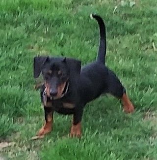 Adopt Diesel In Mi On Dachshund Rescue Dachshund Dogs