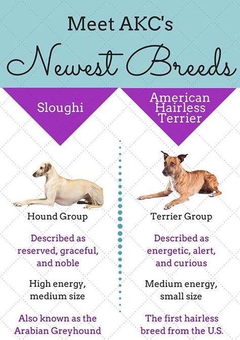 2 New Dog Breeds Recognized By American Kennel Club Greyhound