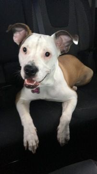 American Bulldog Mix Puppy For Sale In North Charleston Sc Adn
